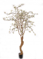 Appelbloesemboom UVsafe, 170cm